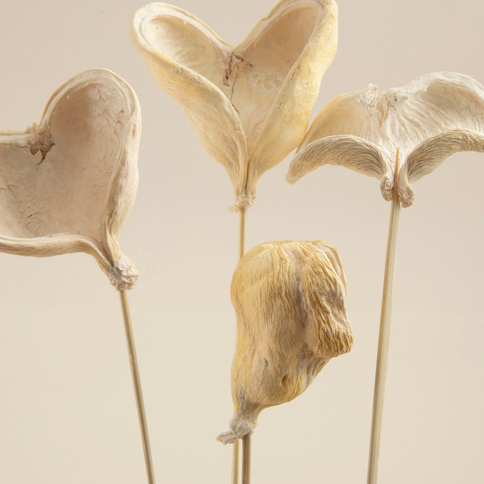 Scarlett Bunch Dried Flower Natural