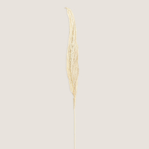 Dakota Branch Dried Flower White