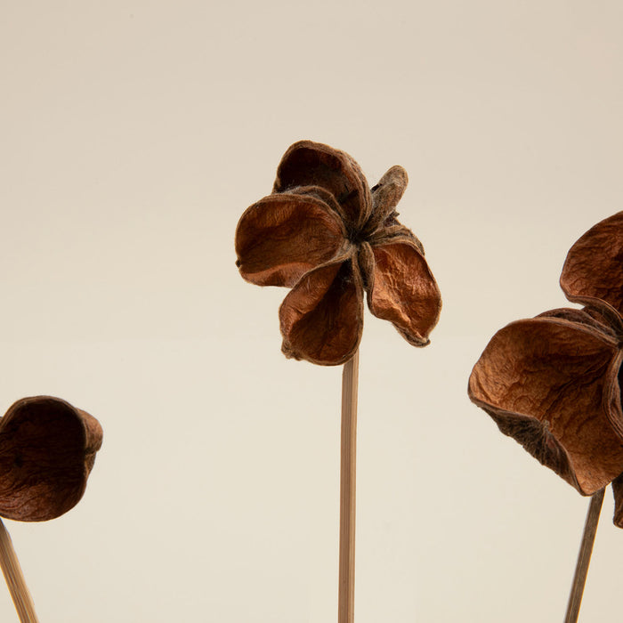 Tatum Bunch Dried Flower Natural