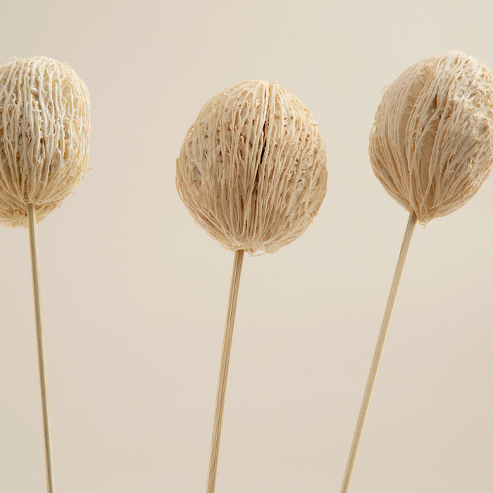 Lulu Bunch Dried Flower Natural