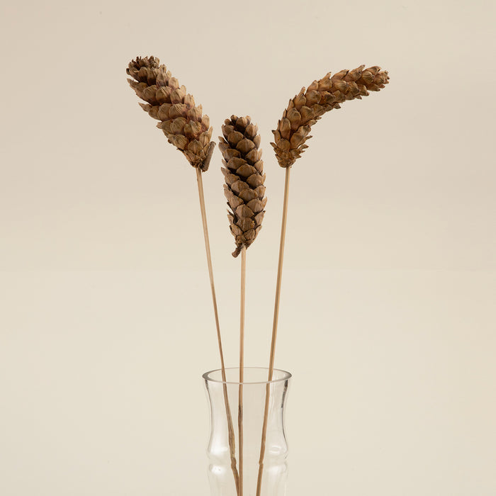 Semso Bunch Dried Flower Natural