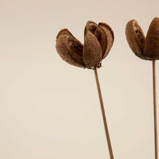 Jayla Bunch Dried Flower Natural