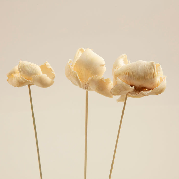 Layana  Bunch Dried Flower Natural