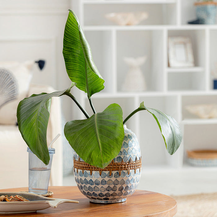 Hanoi Capiz Vase 23 cm White/Light Blue